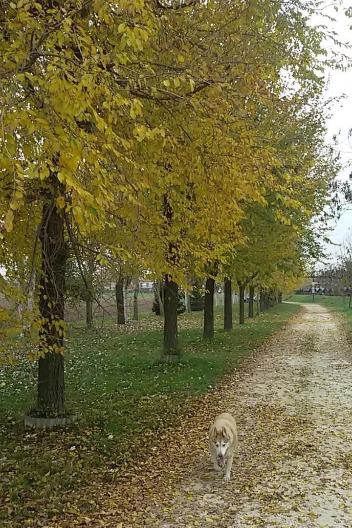 Camera Privata Vicino A Venezia In Aperta Campagna Dogaletto